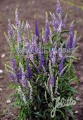 Veronica (Ereprijs) Longifolia Blue Shades